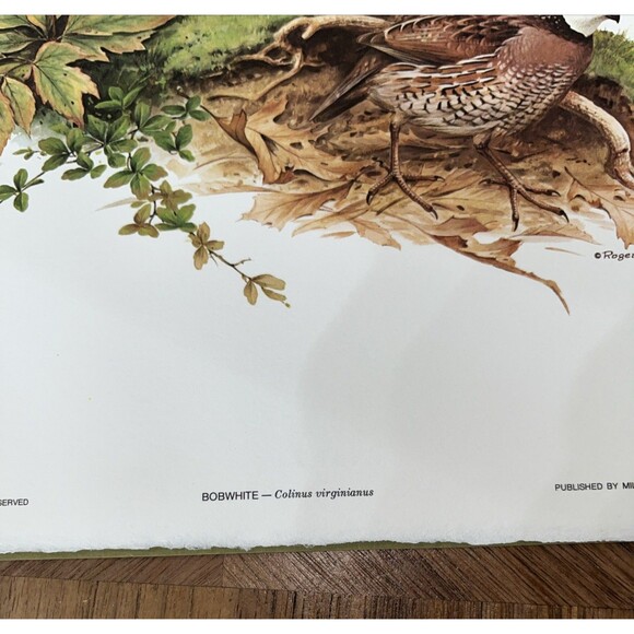 Roger Tory Peterson Art Quail Family Lithograph Print USA 1975 14x11 - Picture 6 of 7